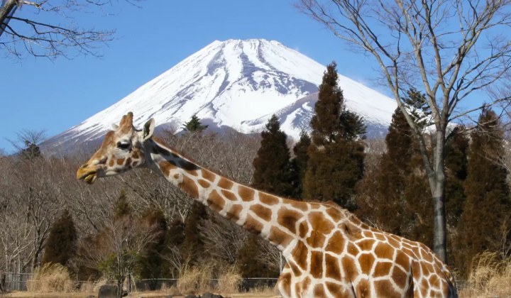 如何在冬季畅游富士野生动物园！推荐适合带孩子家庭的游览路线！