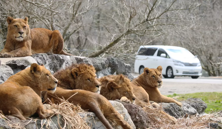 How to enjoy Fuji Safari Park in winter! Recommended courses for families with children!!