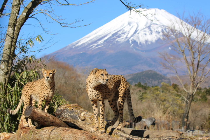 How to enjoy Fuji Safari Park in winter! Recommended courses for families with children!!