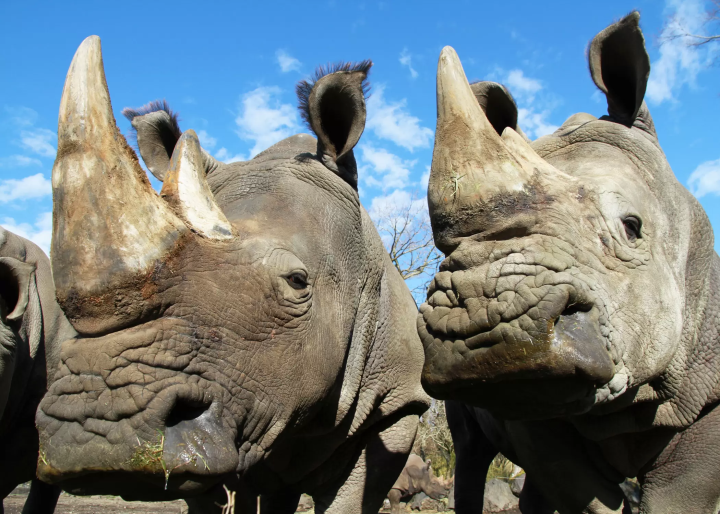 How to enjoy Fuji Safari Park in winter! Recommended courses for families with children!!