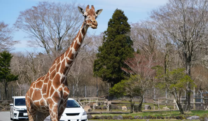How to enjoy Fuji Safari Park in winter! Recommended courses for families with children!!