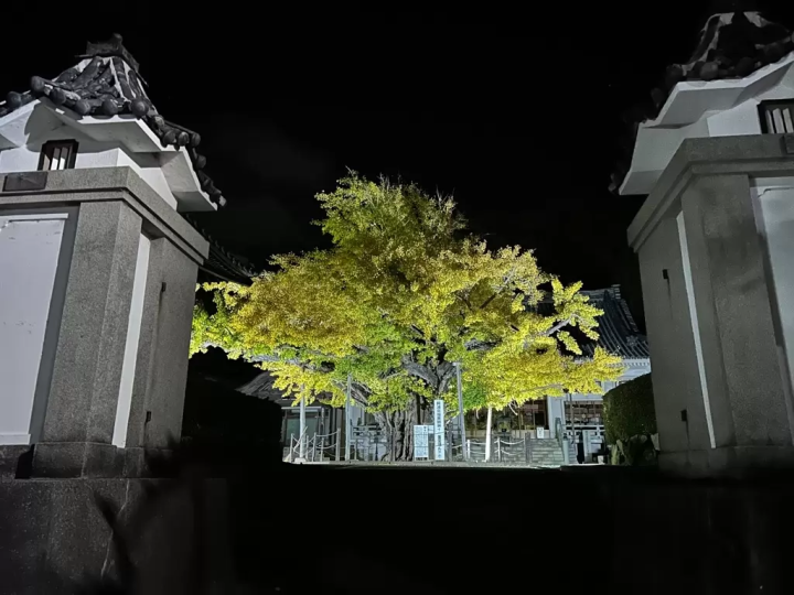 [2025] 4 Recommended Spots for Viewing Autumn Leaves in Tokushima, Naruto| Best Time to See, Highlights, and Access