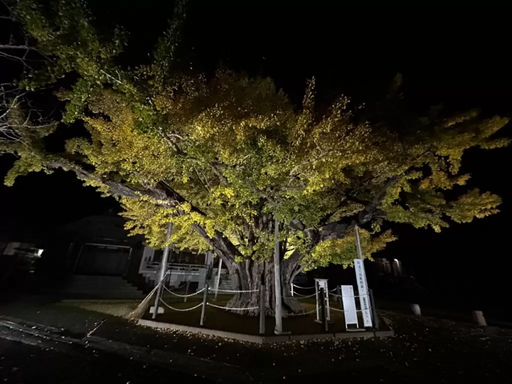 [2025] 4 Recommended Spots for Viewing Autumn Leaves in Tokushima, Naruto| Best Time to See, Highlights, and Access