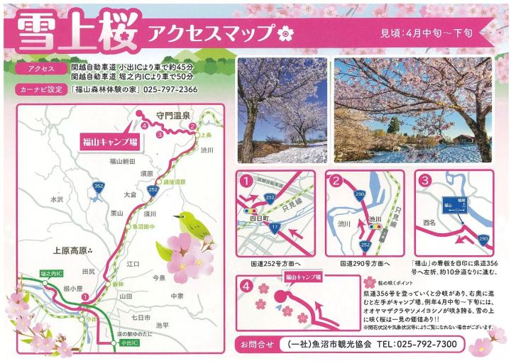 可以欣賞第二次櫻花？在魚沼市的「雪上櫻花」一次感受冬與春的魅力！