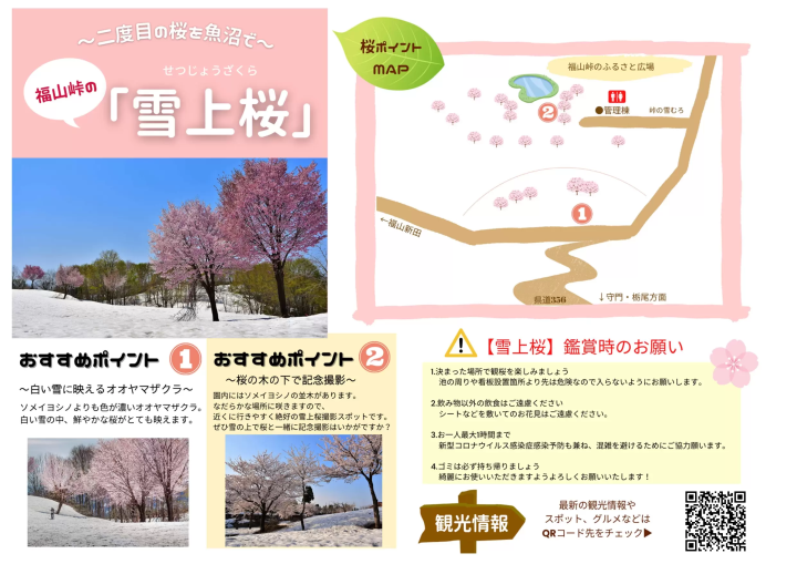 可以欣賞第二次櫻花？在魚沼市的「雪上櫻花」一次感受冬與春的魅力！