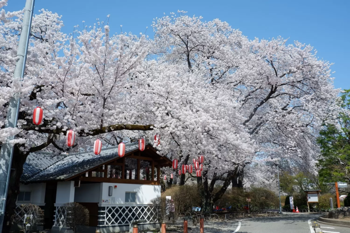[2026 Cherry Blossoms] Feature Articles on spectacular cherry blossom spots in Numata City , Gunma - from classics to hidden gems
