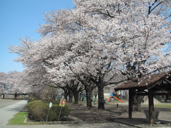 【2026年樱花】群马县沼田市赏樱胜地特辑——从经典景点到鲜为人知的秘境