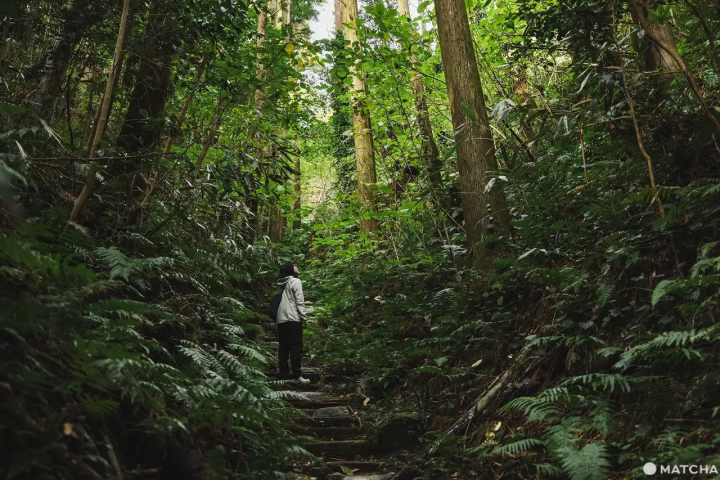 Kozushima forest trails