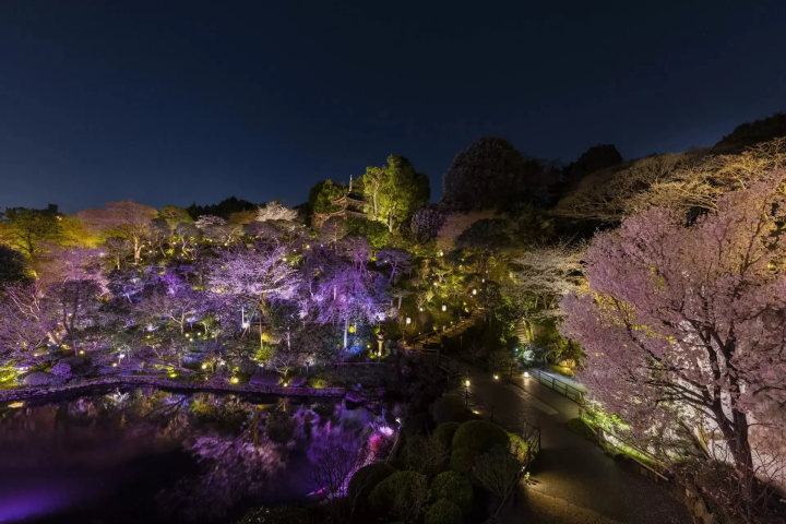 Hotel Chinzanso Tokyo cherry blossoms