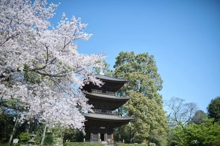 Hotel Chinzanso Tokyo cherry blossoms
