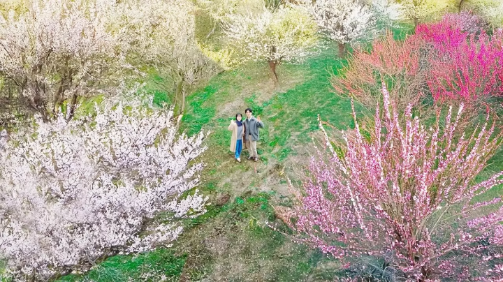 Mito Plum Blossom Festival 2026 at Kairakuen Garden and Kodokan