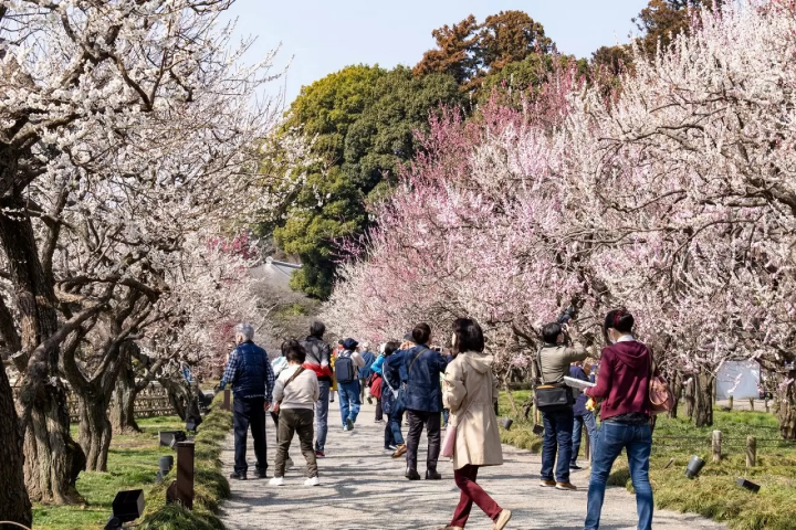 Mito Plum Blossom Festival 2026 at Kairakuen Garden and Kodokan