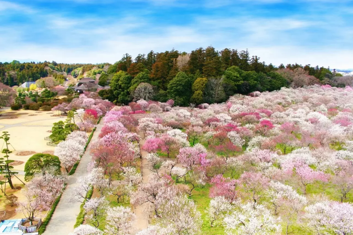 Mito Plum Blossom Festival 2026: Dates, Tickets, and Highlights