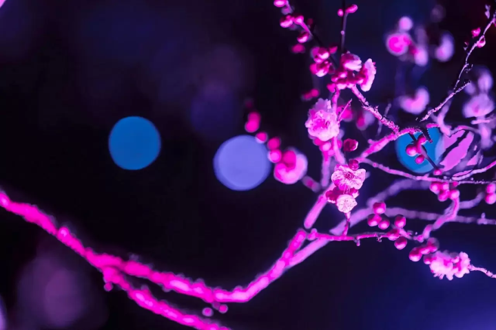 Mito Plum Blossom Festival 2026 at Kairakuen Garden and Kodokan