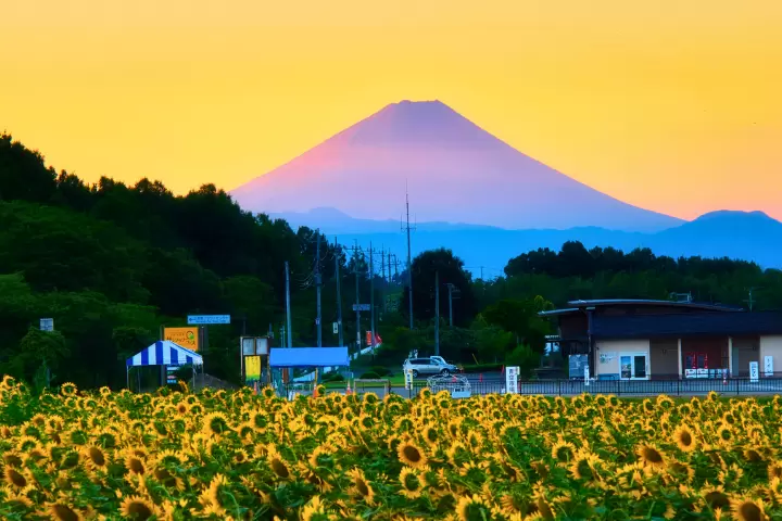 北杜市朱野向日葵節主會場 向日葵×富士山 