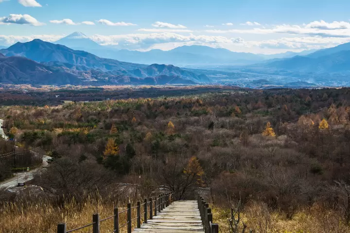 深秋時節美麗的森x富士山 