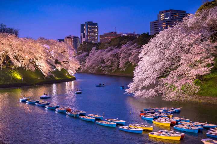[Tokyo Spring Sightseeing] Enjoy Tokyo with Cherry Blossom Spots and Japanese Culture