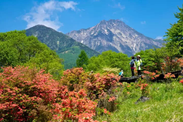 一片美麗的春日森，四周環繞著杜鵑花。 