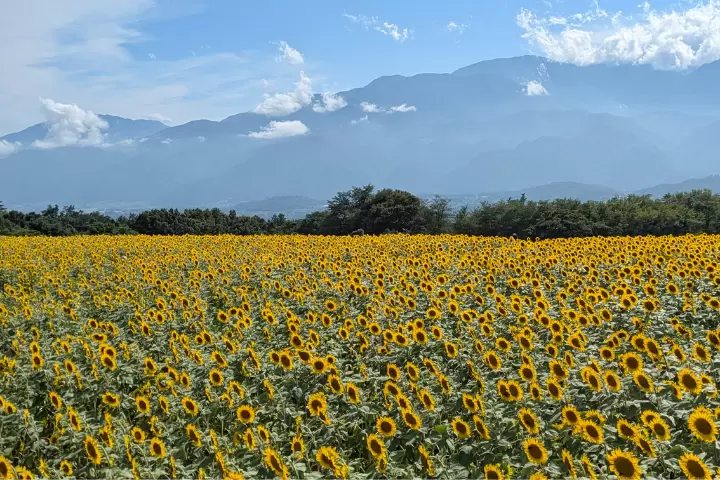 北杜市朱乃向日葵節上的向日葵 