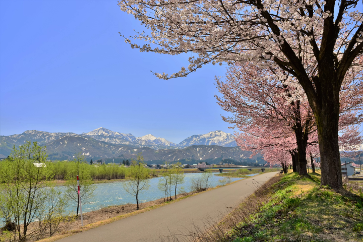 可以欣賞第二次櫻花？在魚沼市的「雪上櫻花」一次感受冬與春的魅力！