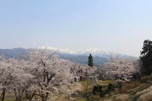 可以欣賞第二次櫻花？在魚沼市的「雪上櫻花」一次感受冬與春的魅力！