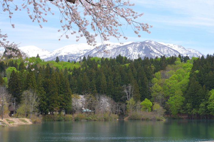可以欣賞第二次櫻花？在魚沼市的「雪上櫻花」一次感受冬與春的魅力！