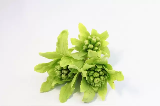 ยอดอ่อนของต้นบัตเตอร์เบอร์ 