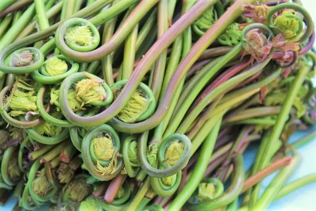 เมนสปริง 