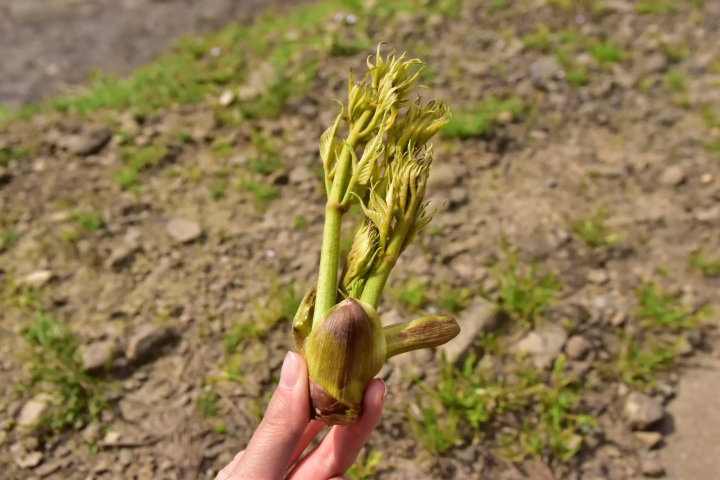 ตาทารานา 