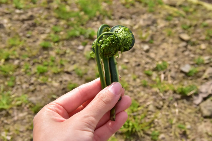 โคโกเมะ (Kogome) 