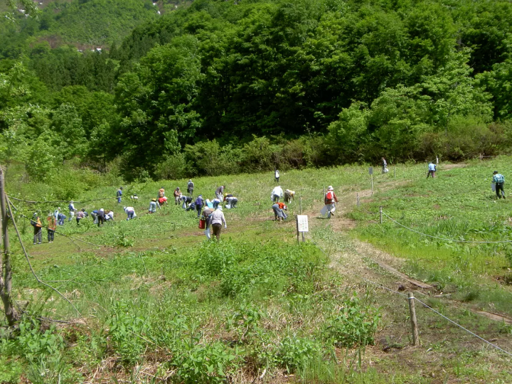เมืองอุโอนุมะ เป็นแหล่งรวมผักป่าที่อุดมสมบูรณ์! เราจะบอกทุกสิ่งที่คุณจำเป็นต้องรู้เกี่ยวกับผักป่า!