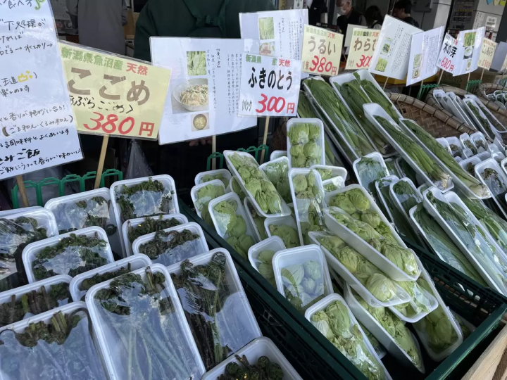 เมืองอุโอนุมะ เป็นแหล่งรวมผักป่าที่อุดมสมบูรณ์! เราจะบอกทุกสิ่งที่คุณจำเป็นต้องรู้เกี่ยวกับผักป่า!