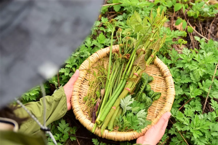 魚沼市是山菜的寶庫！一起來了解山菜的所有知識！