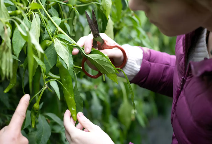 [นั่งรถไฟจาก เกียวโต 80 นาที] สัมผัสบรรยากาศชนบทใน เมืองฟุกุจิยามะ จังหวัดเกียวโต สถานที่พิเศษที่คนท้องถิ่นเท่านั้นที่รู้จัก