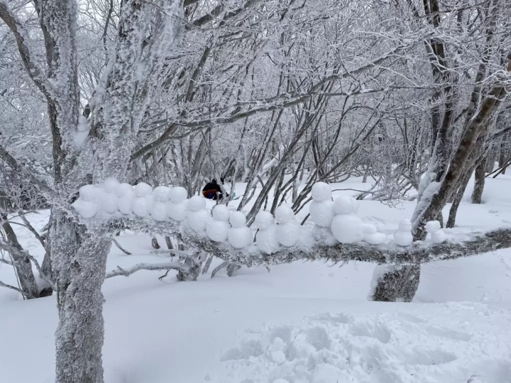 三重県松阪市　霧氷を楽しめるハイキング