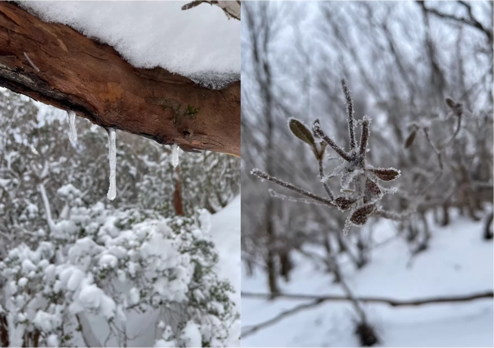 三重県松阪市　霧氷を楽しめるハイキング