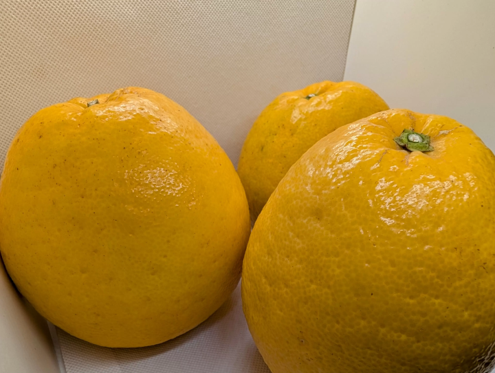 爱南镇的特产“河内鲔”是什么？