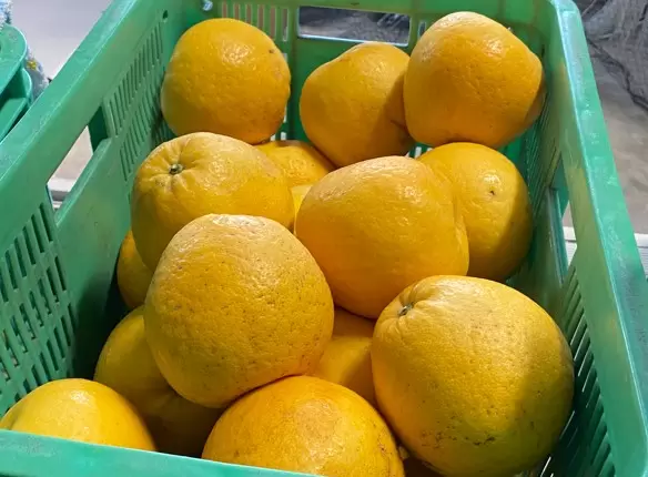 A cart full of Kawachi Bankan oranges for harvesting. 