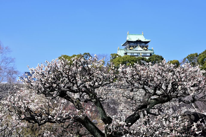 【2026】大阪・梅の花の名所を周るお散歩マップ！