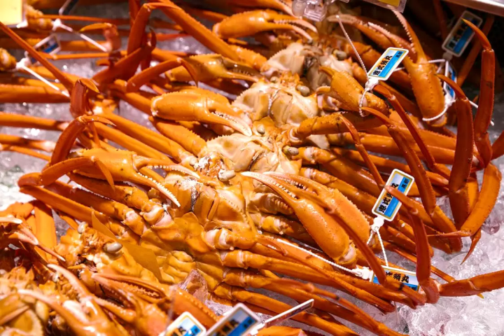 A Journey to Taste Toyama’s Seafood Bounty: Crab, Oysters, Cod, and Firefly Squid