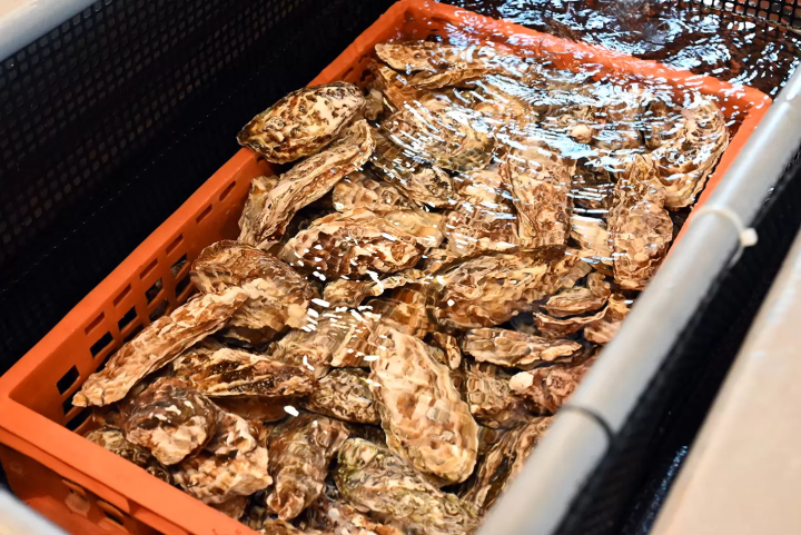 A Journey to Taste Toyama’s Seafood Bounty: Crab, Oysters, Cod, and Firefly Squid