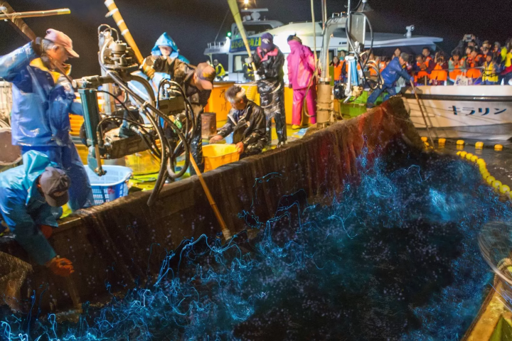 A Journey to Taste Toyama’s Seafood Bounty: Crab, Oysters, Cod, and Firefly Squid