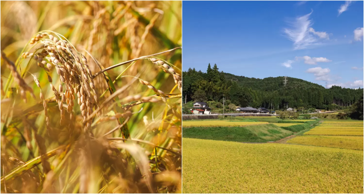 颠覆想象的丰田：不只有汽车，还有发酵饮食、自然、生活文化
