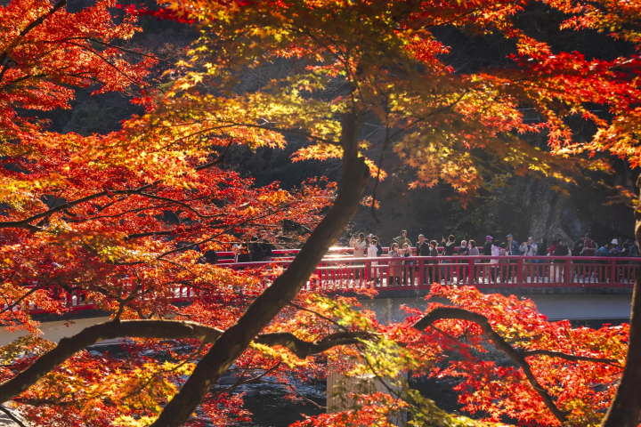 颠覆想象的丰田：不只有汽车，还有发酵饮食、自然、生活文化