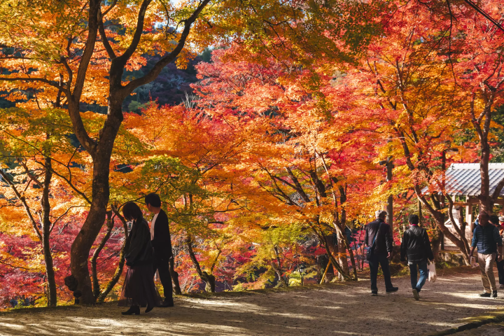 颠覆想象的丰田：不只有汽车，还有发酵饮食、自然、生活文化