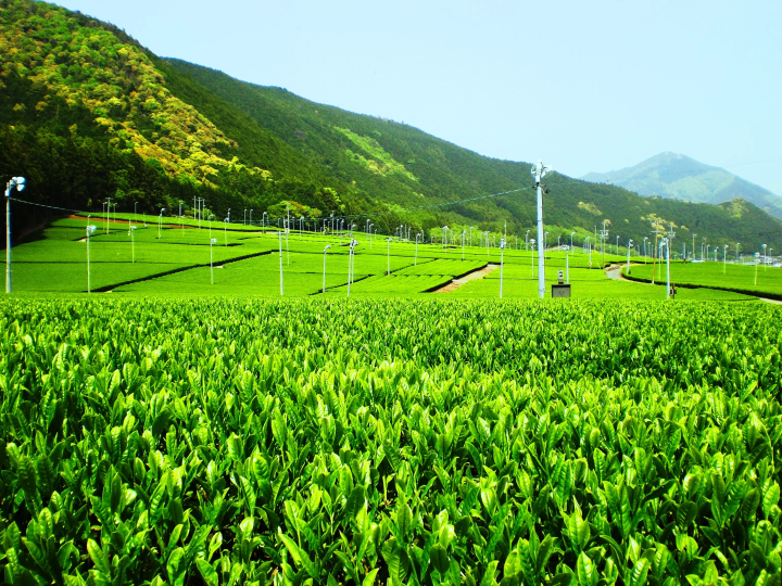 Experience Premium Matsusaka Tea in a Unique Day Trip through Stunning Nature