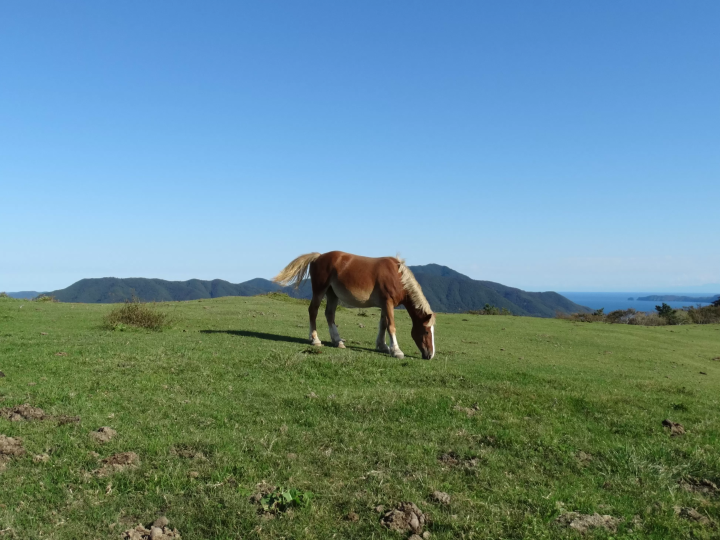 【2026】Reasons to Visit Nishinoshima Town, Shimane——Meet the Leisurely Grazing Horses in the Year of the Horse