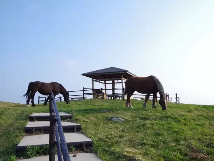 【2026】Reasons to Visit Nishinoshima Town, Shimane——Meet the Leisurely Grazing Horses in the Year of the Horse