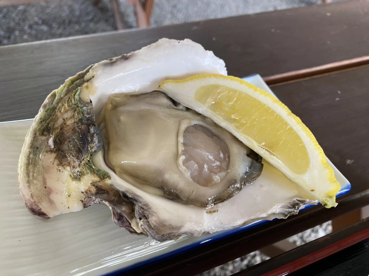 【2026】Reasons to Visit Nishinoshima Town, Shimane——Meet the Leisurely Grazing Horses in the Year of the Horse