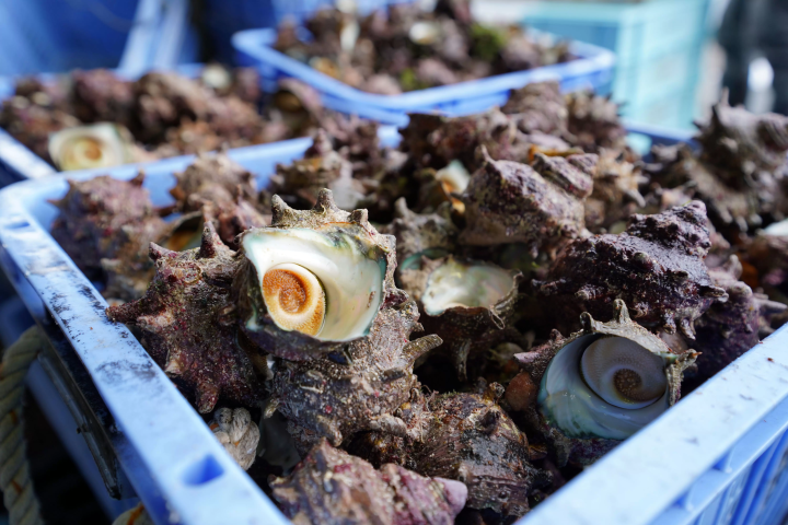 【2026】Reasons to Visit Nishinoshima Town, Shimane——Meet the Leisurely Grazing Horses in the Year of the Horse